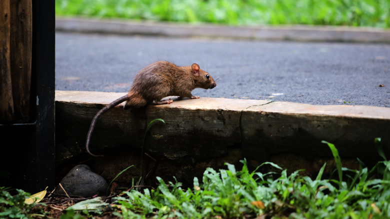 Large brown rat near a structure outdoors