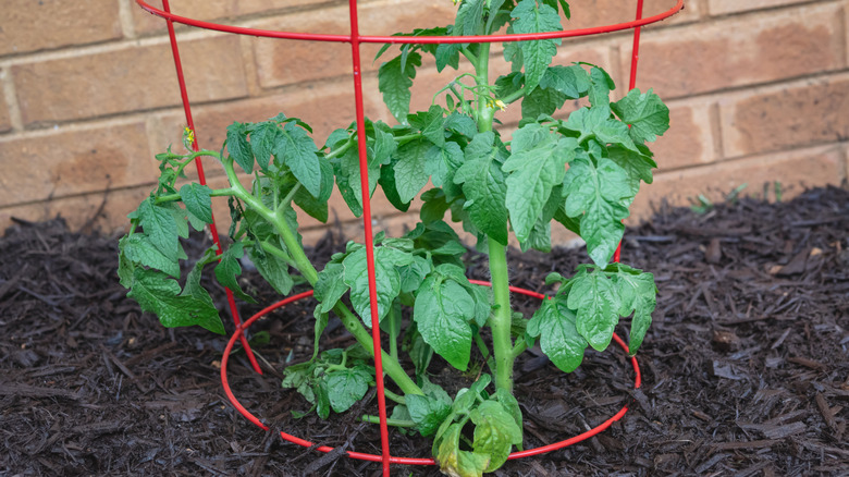 Newly planted tomato plant in a tomato cage in a home garden