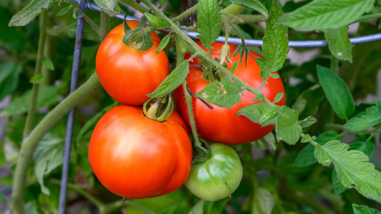 Hybrid tomatoes growing in a kitchen garden supported by wire cages, ripe and unripe tomatoes
