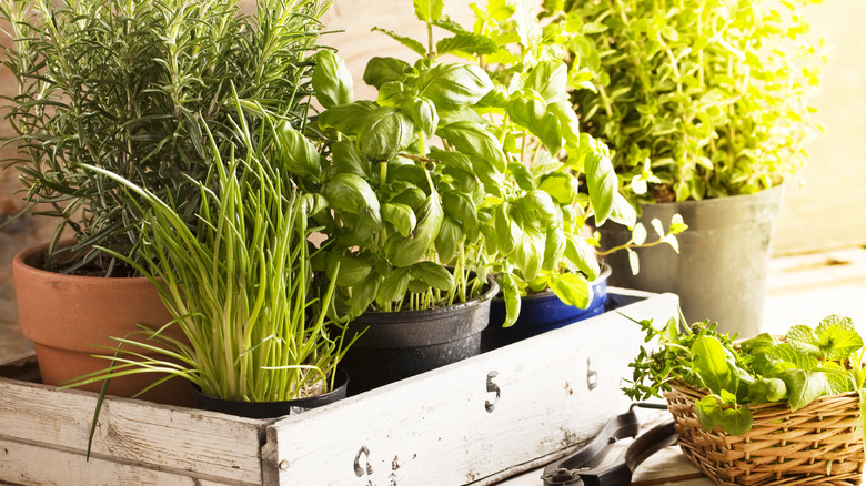 Assortment of potted plants in wooden tray