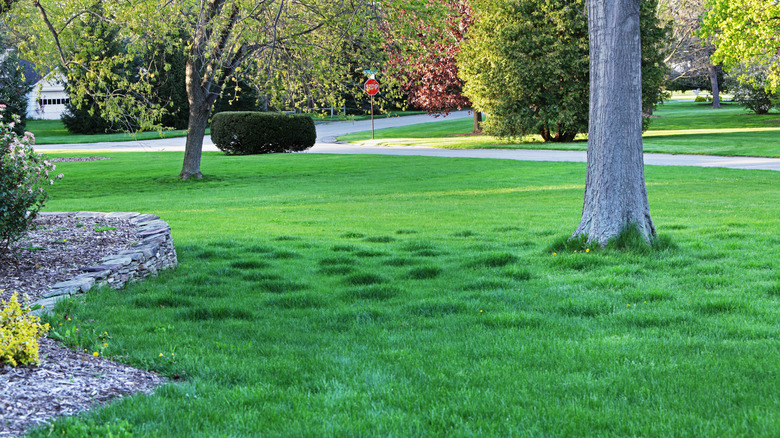 A lawn with uneven surface
