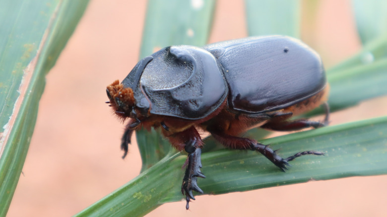 Close up of coconut rhinoceros beetle on a palm frond