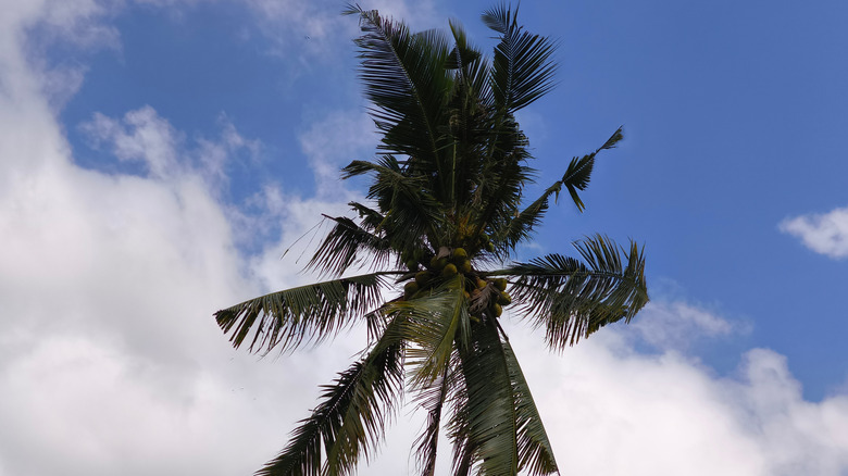 Palm tree with CRB damage showing V-notches in fronds