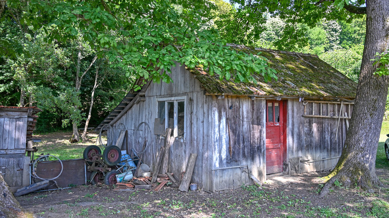 An old shed in the forest.