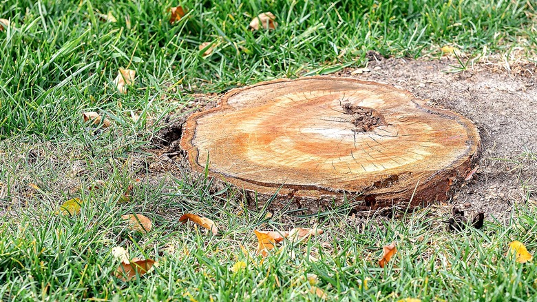 A tree stump cut to the ground surrounded by grass