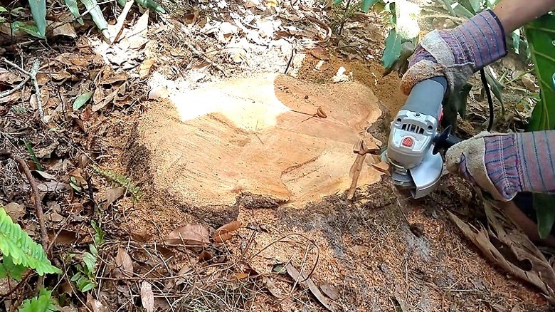 A person using an angle grinder to remove a chunk of a tree stump