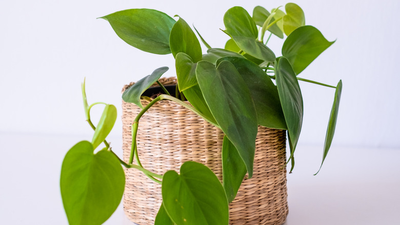 Heartleaf philodendron in wicker pot