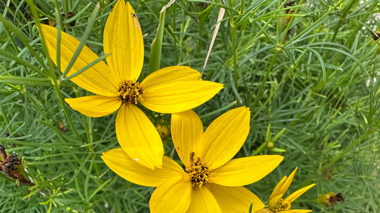 Closeup on whorled tickseed flower