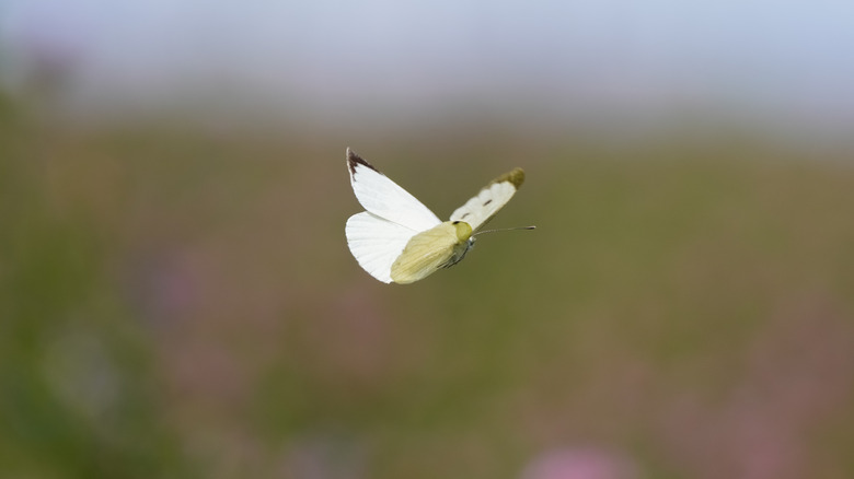 White butterfly flying over garden with blurred background