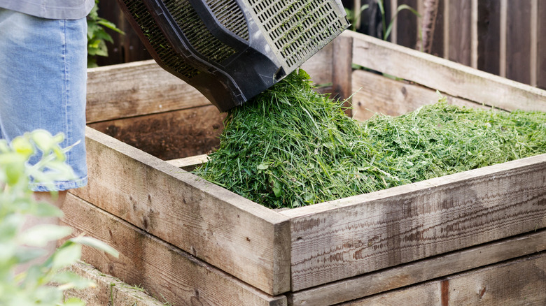 man adding grass clippings to compost