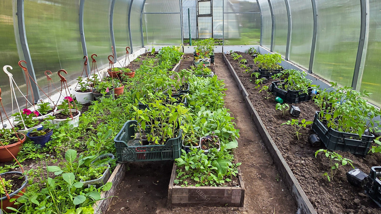 dome greenhouse with plants