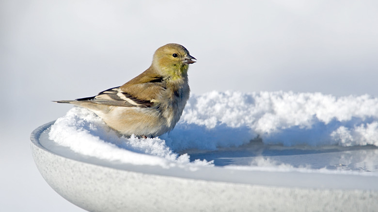 A goldfinch perched on a heated birdbath in the snow