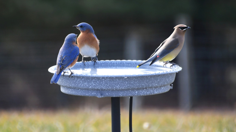 Three birds sitting on a heated birdbath with a cord extending from the bottom