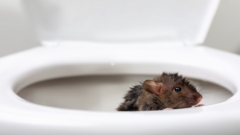 A toilet with a wet rodent crawling out