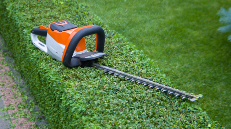 Hedge cutter laying atop a hedge