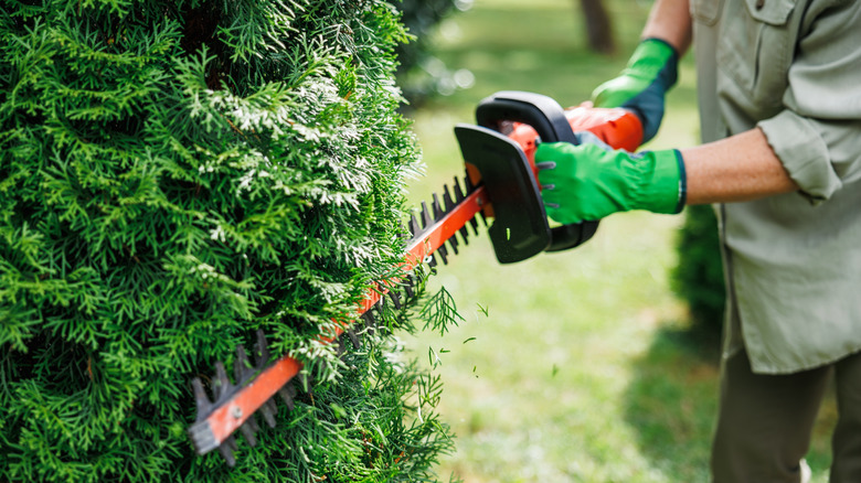 Person trimming a hedge