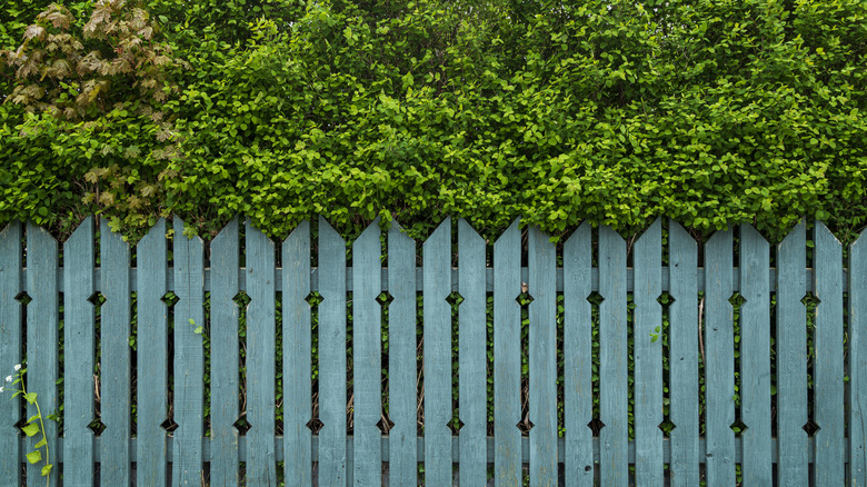 wooden fence painted blue and tall privacy hedge