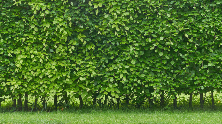 A row of bushy green privacy hedges over grass.
