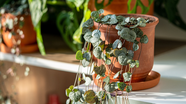 Close up of a string of hearts plant sitting on the edge of a shelf.