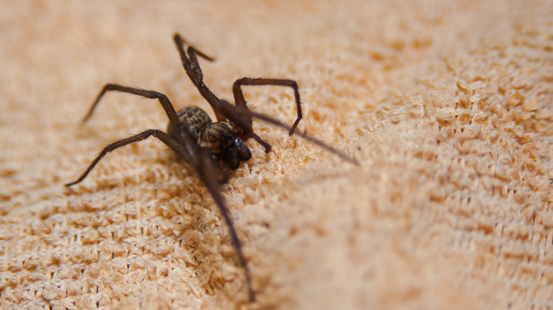 Spider crawling across a beige towel