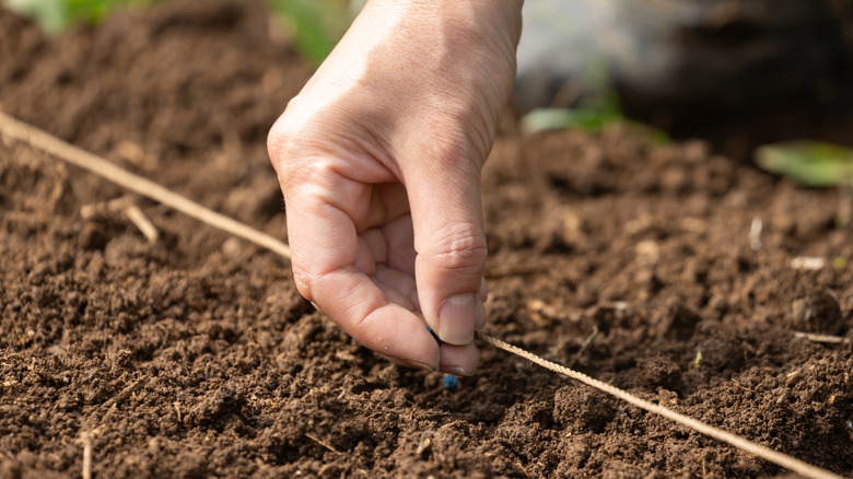 A hand planting seeds in the garden