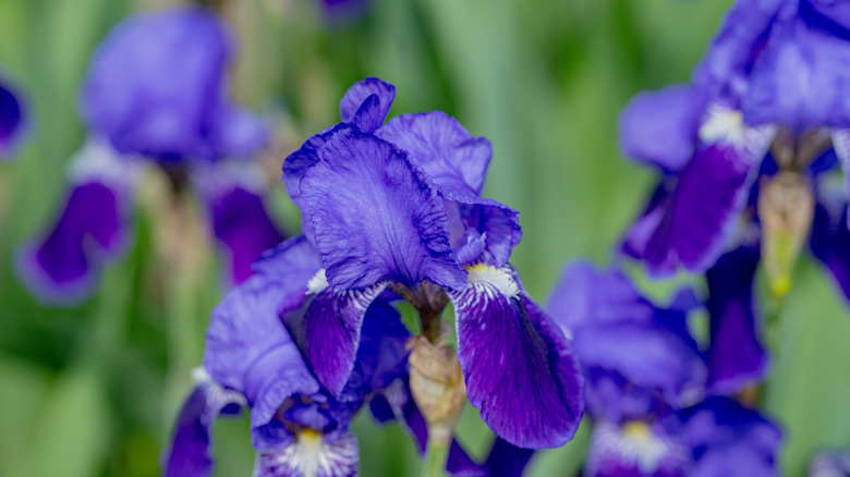 Purple irises blooming in spring.