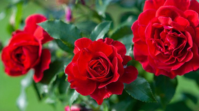 Red roses in bloom.