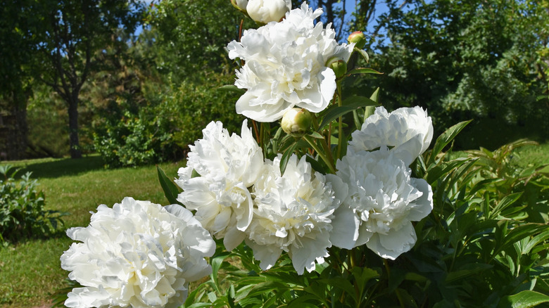 White 'Duchesse de Nemours' peonies in bloom.