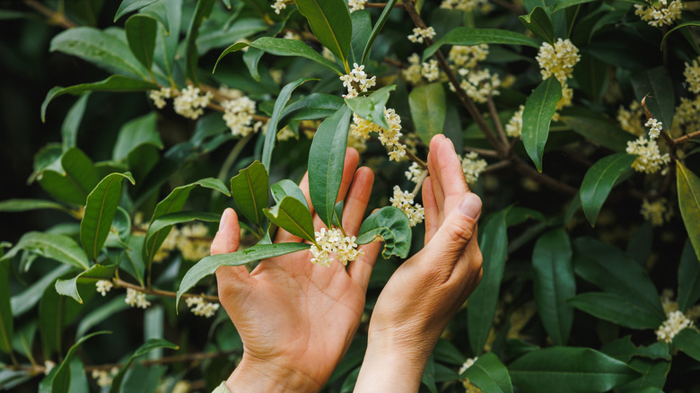 Person holding osmanthus blossoms on vine.