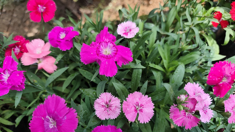 Shades of pink dianthus in bloom.