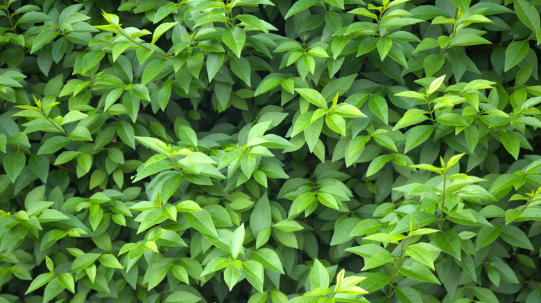 Green privet hedge.