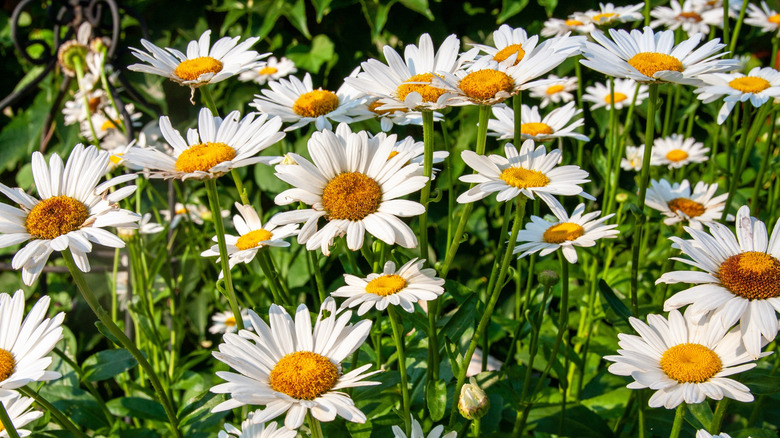 Shasta daisies blooming in garden.