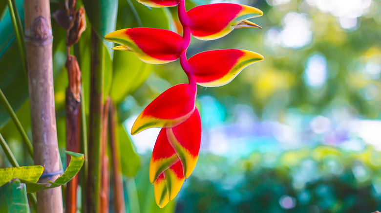 Heliconia lobster claw close-up