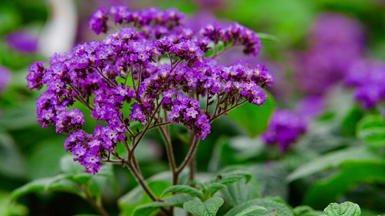 Heliotrope blossom close-up