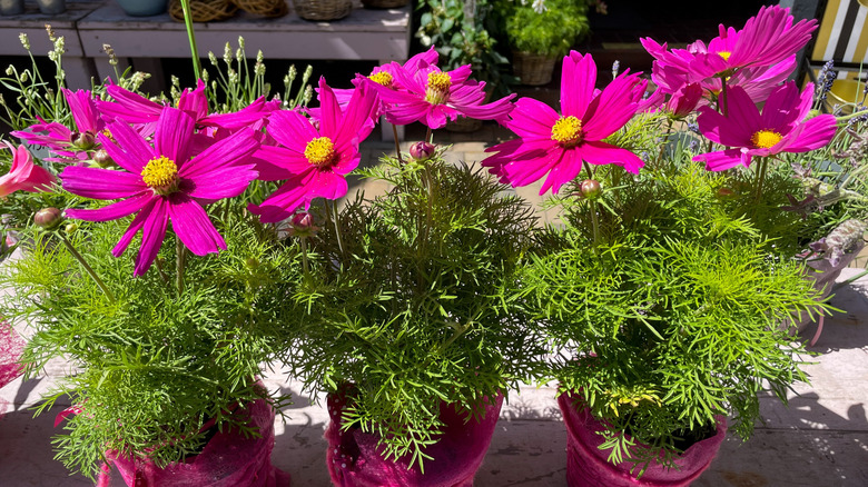 Three purple cosmos flowers grow in pots