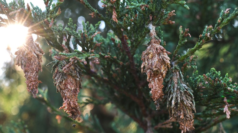 bagworm cocoons on evergreen's needles