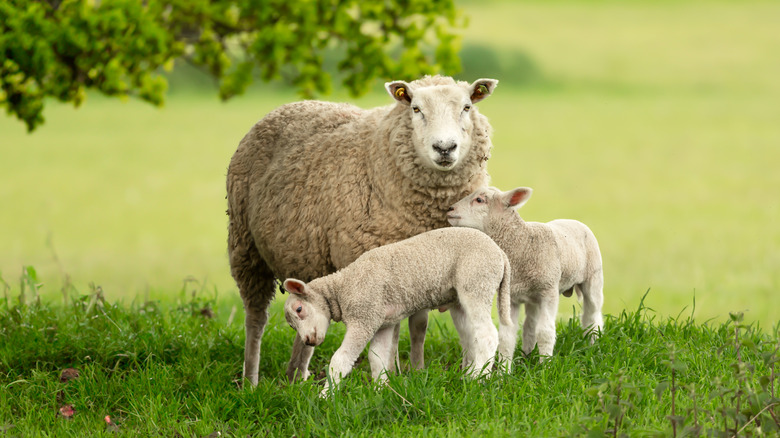 A sheep and two lambs in a field
