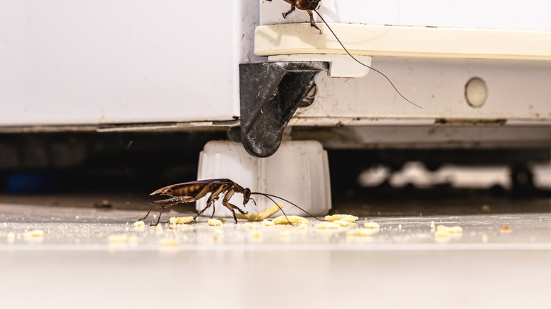 Cockroaches around spilled crumbs near kitchen refrigerator