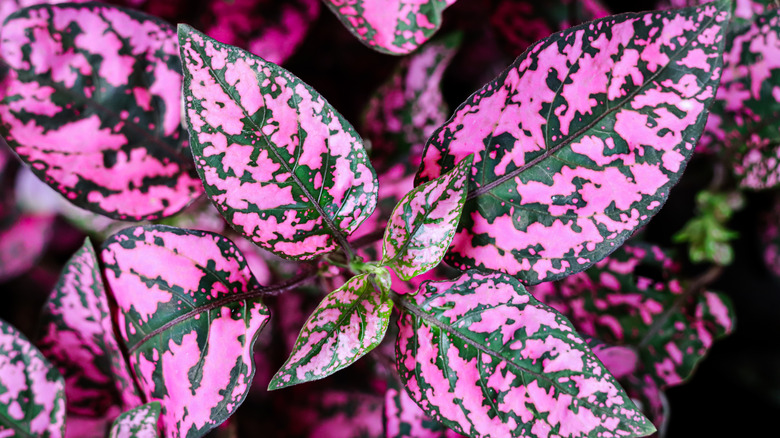 close up ﻿Hypoestes phyllostachya leaves