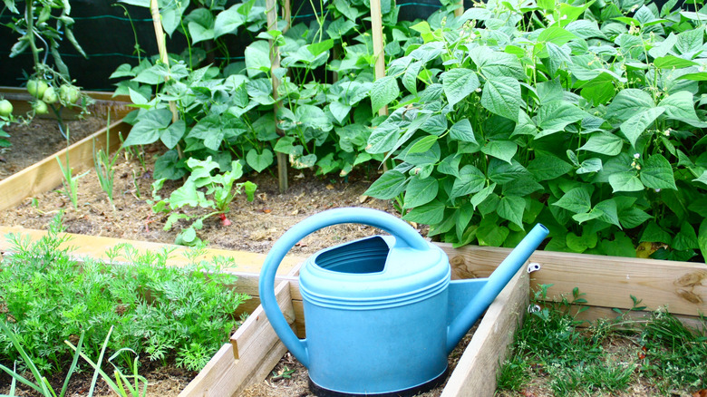 A small vegetable garden with beans, tomatoes and other crops grown together and a blue watering can sitting between the beds