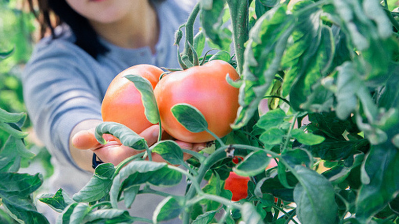 A gardener inspecting a couple of large, ripening tomatoes on a healthy-looking plant
