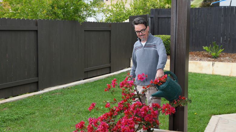 man watering backyard bougainvillea vine