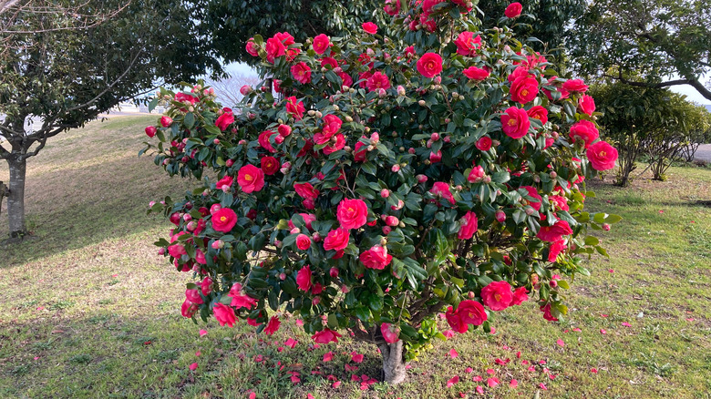 camelia bush in garden