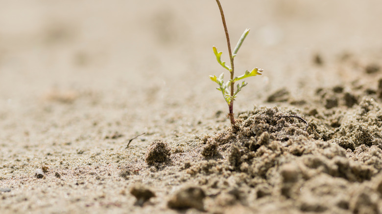 Daisy growing in desert