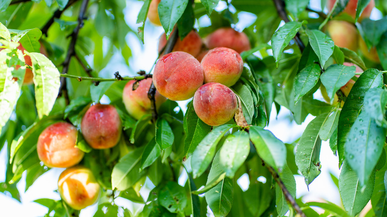 Close-up of luscious peaches hanging on a healthy tree