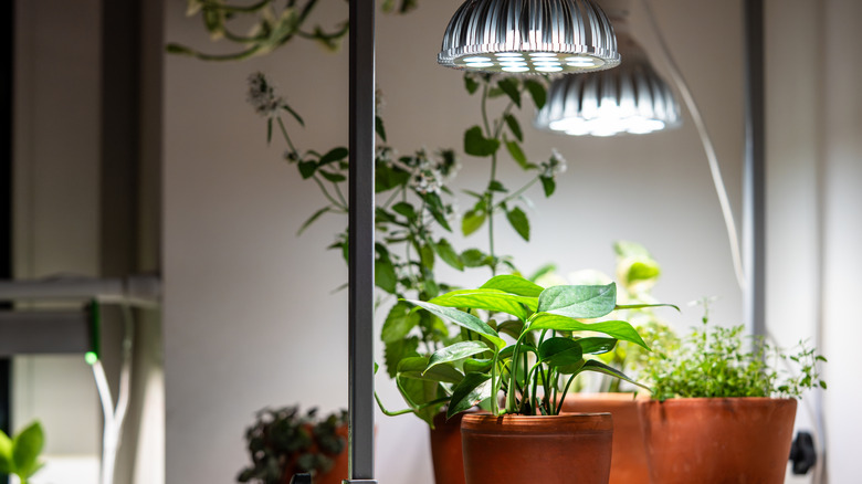Houseplants placed under grow lights