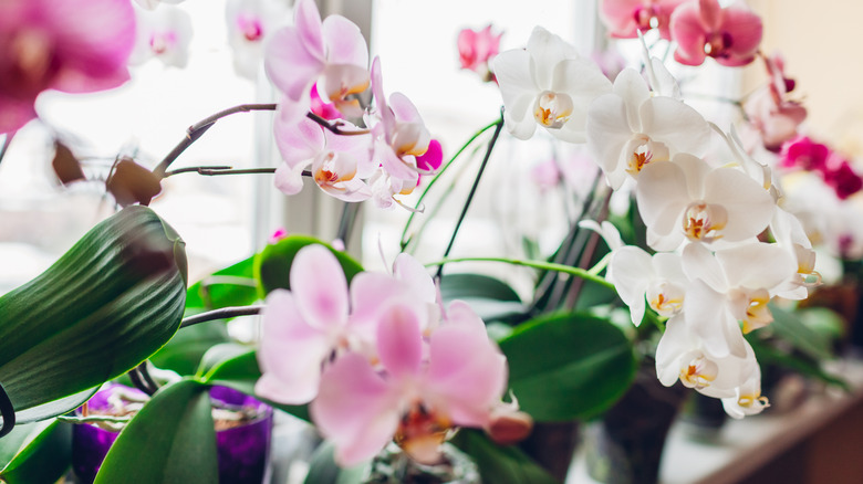 Close-up of orchids sitting on a windowsill