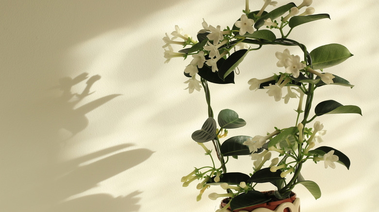 Indoor jasmine in the sunlight