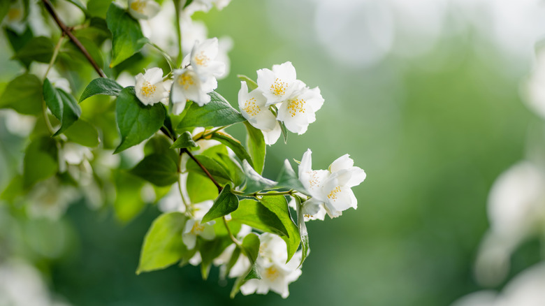Close-up of blooming jasmine flowers in a garden