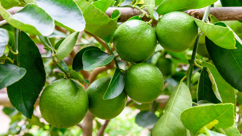 Lime fruits on tree